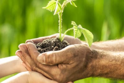 planting-raspberry-canes