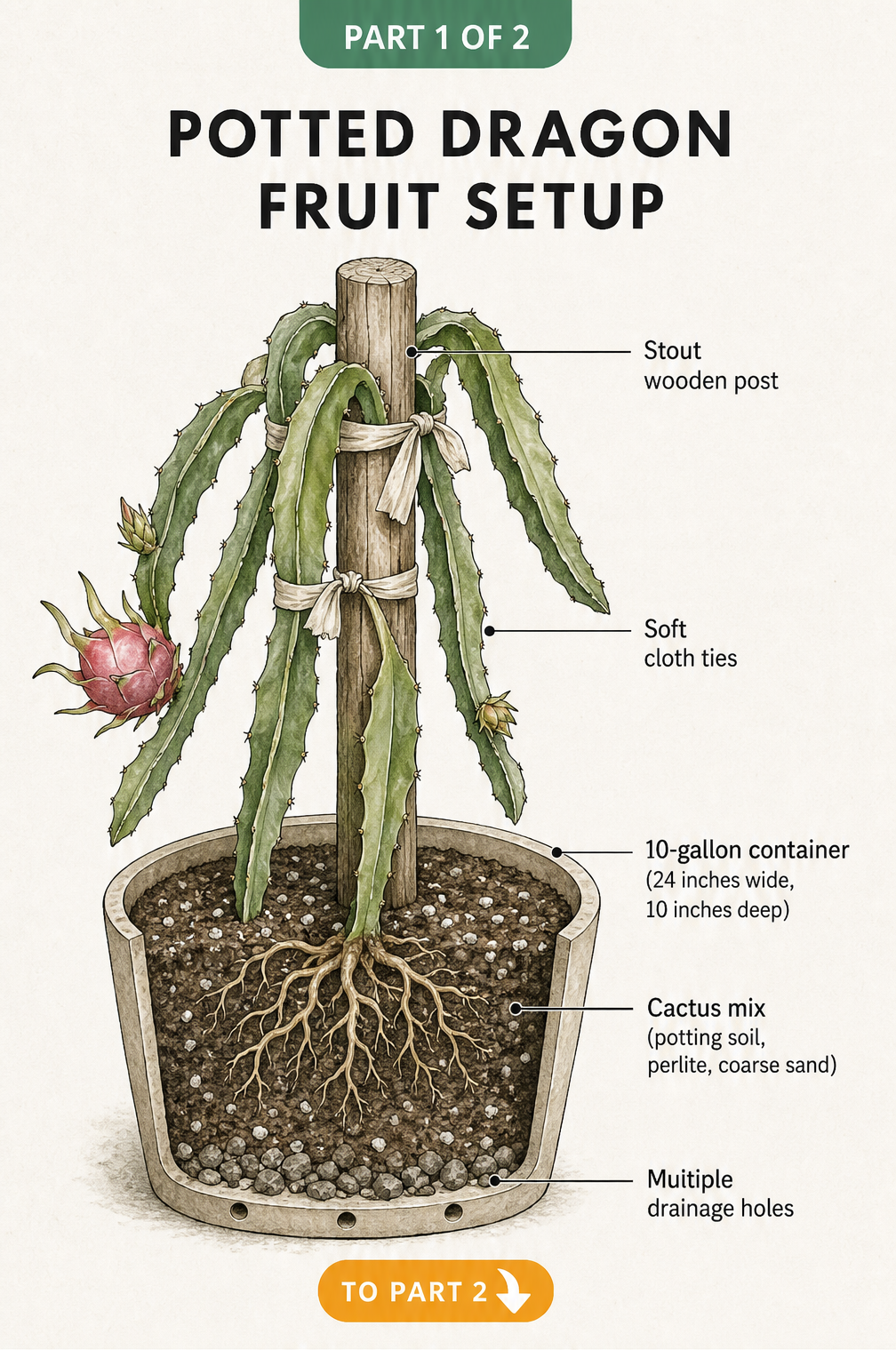 Botanical illustration of a potted dragon fruit cactus showing the stout wooden post, soft cloth ties, 10-gallon container, and cactus soil mix.