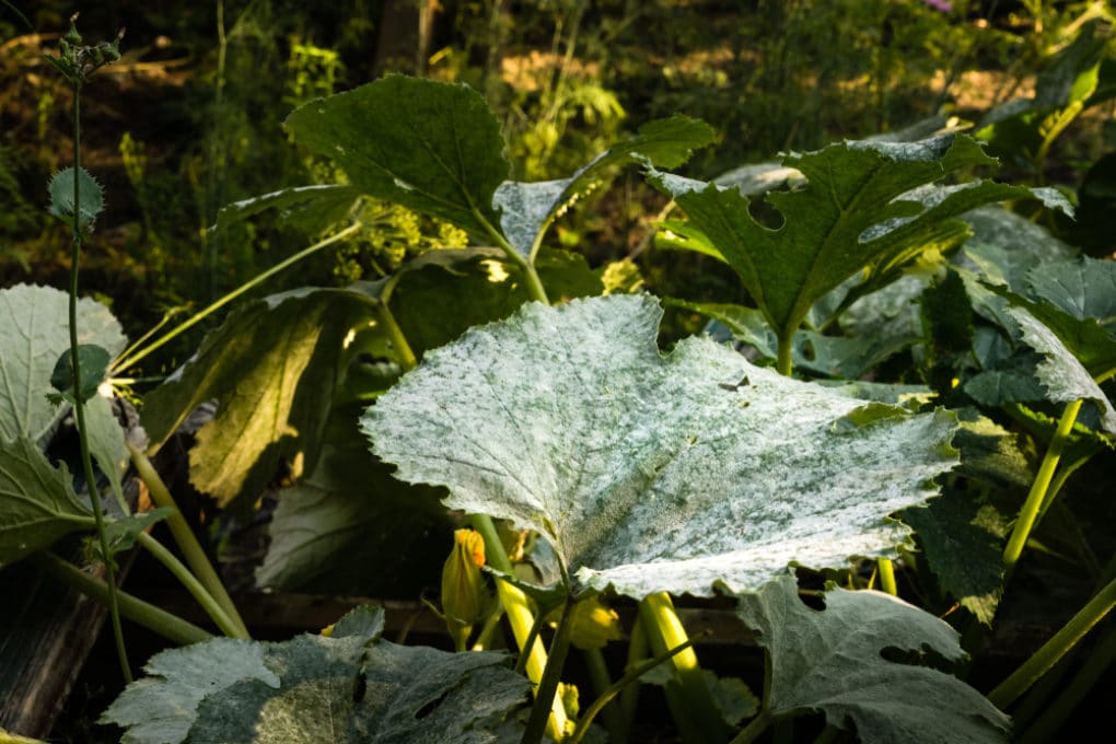 Powdery Mildew on Zucchini, Oh My! » Cause & Prevention Tips
