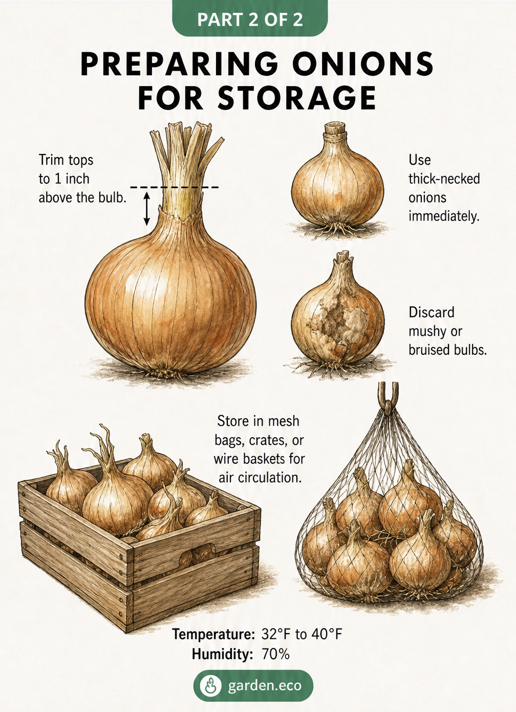 Diagram showing how to trim onion tops to one inch above the bulb, discard damaged ones, and store them in mesh bags or crates at 32 to 40 degrees Fahrenheit.