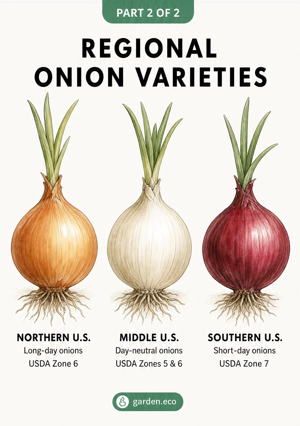 Cross-section illustration of an onion planted in soil, showing a depth of 1 to 1.5 inches and 3 inches of spacing.