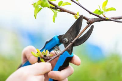 pruning-cherry-trees