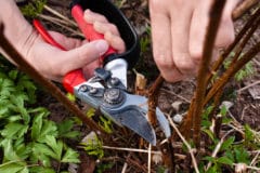 pruning-raspberries