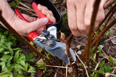 pruning-raspberries