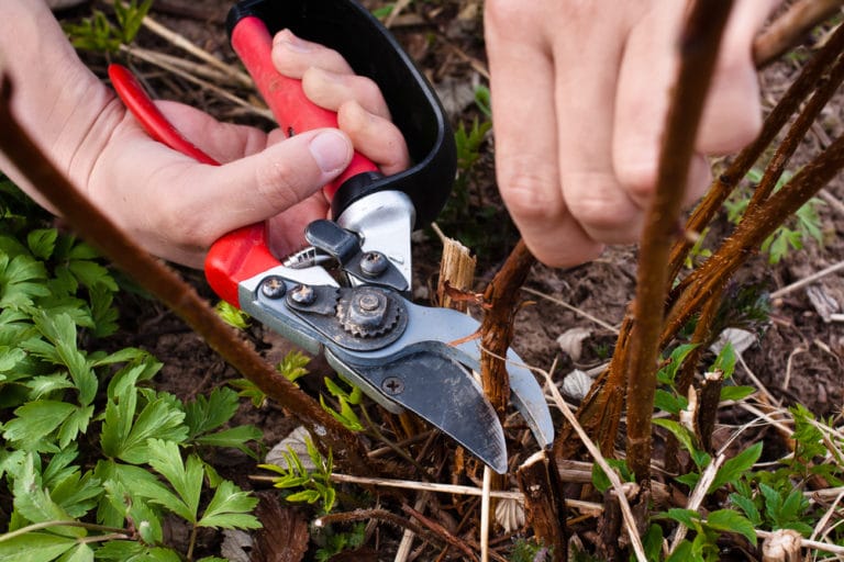 Pruning Thornless Blackberries Why, When and What Garden.eco