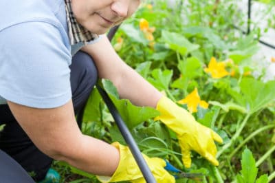 pruning-zucchini