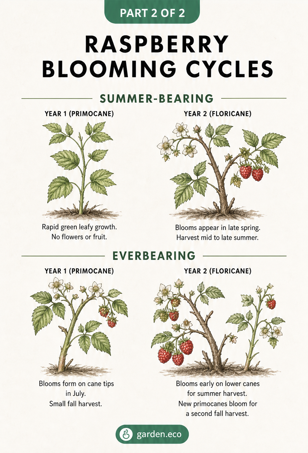 Illustration comparing the blooming cycles of summer-bearing and everbearing raspberries over two years