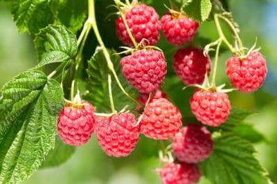 raspberry-bush-care