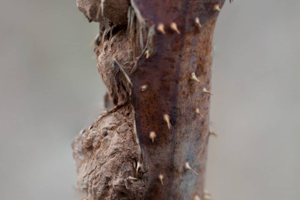 Raspberry Trellis » Tips to Grow Them Up High
