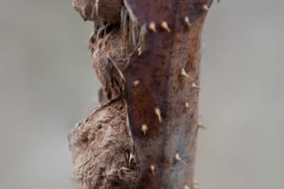 raspberry diseases bushes identification