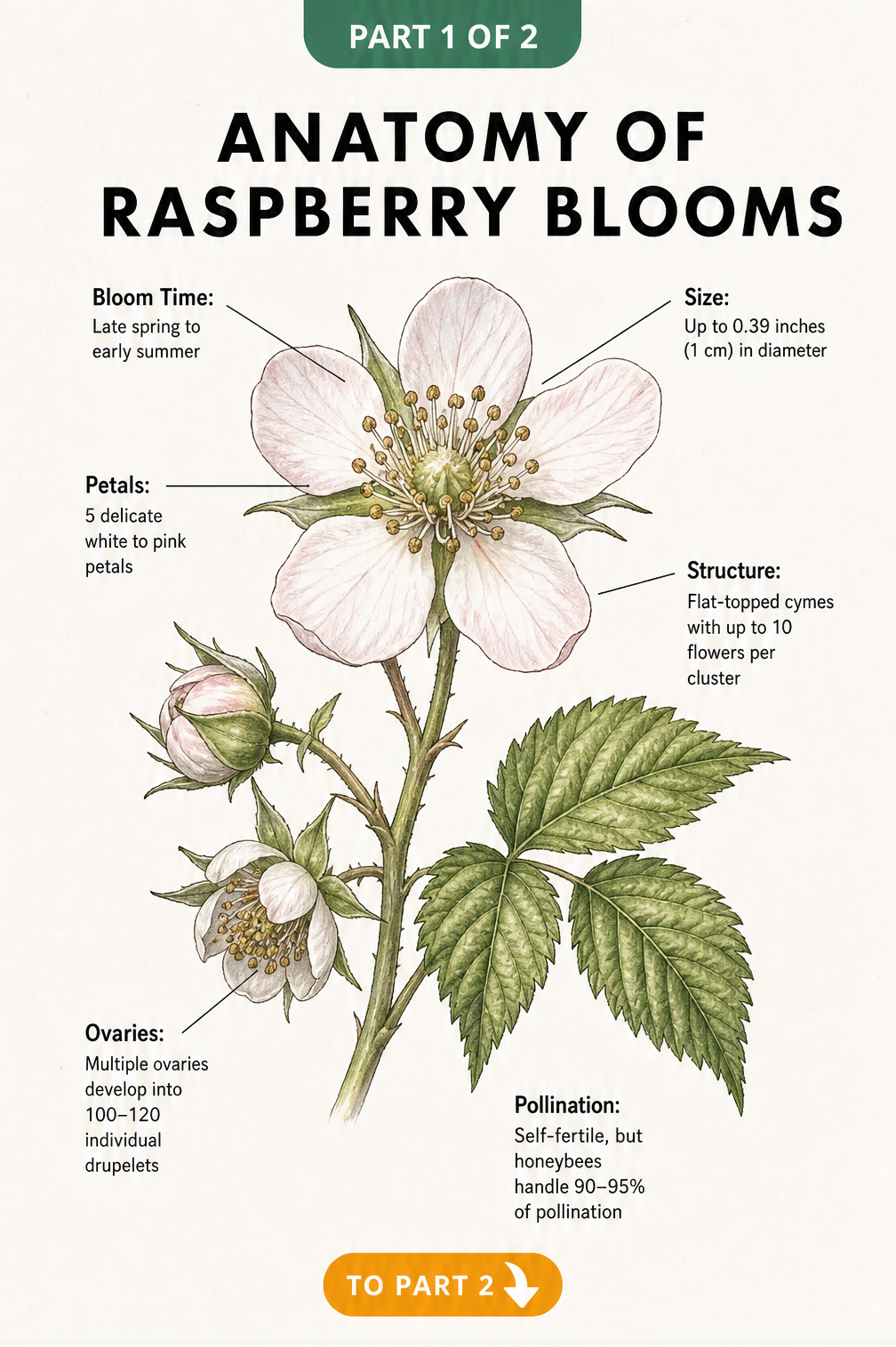 Botanical illustration of a raspberry bloom showing petals, ovaries, and structure