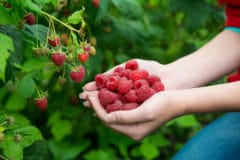 raspberry-picking