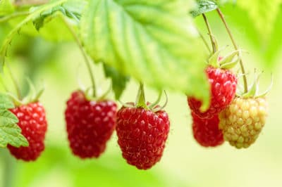 raspberry-season