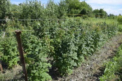 raspberry-trellis