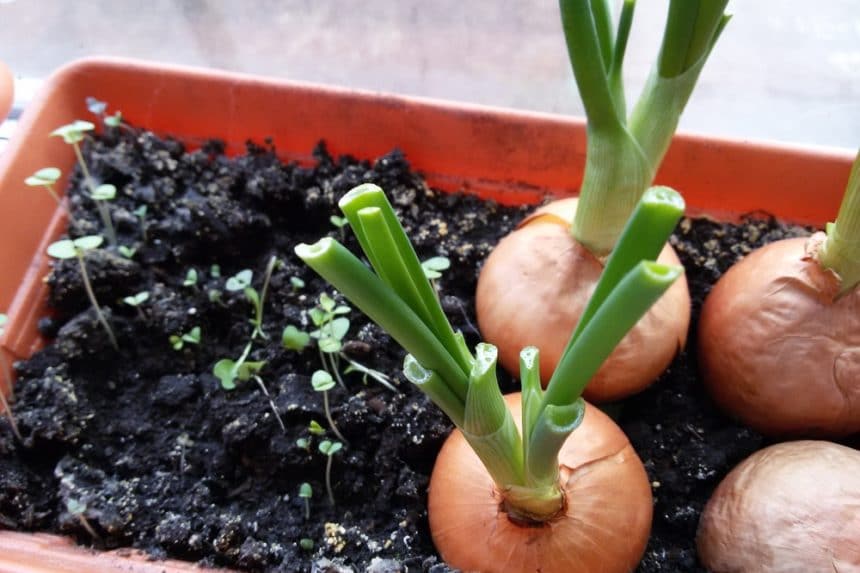 Growing Onions in Containers » All the Top Tips