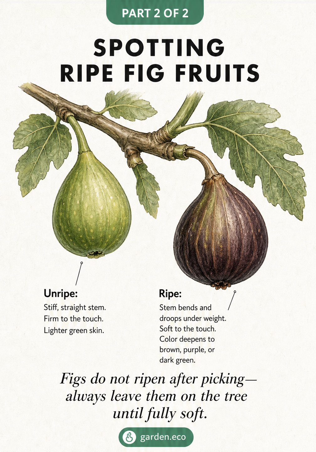 Comparison of an unripe green fig with a stiff stem and a ripe dark fig with a drooping stem.