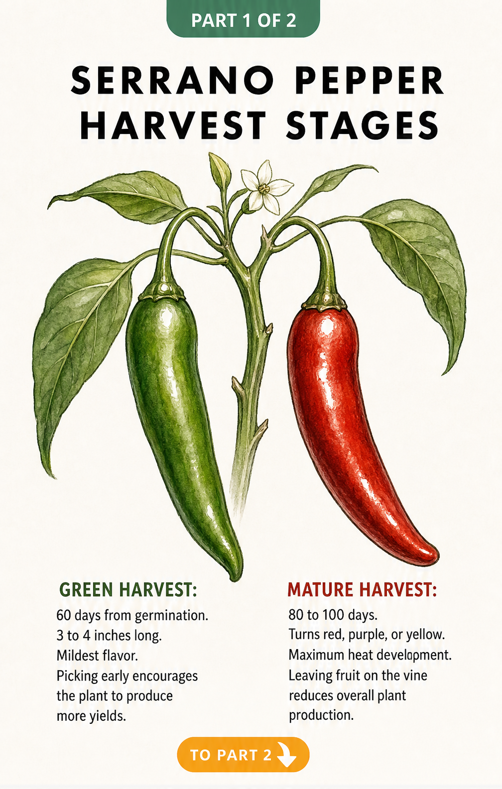 Botanical illustration showing a green and a red serrano pepper on a branch, detailing harvest stages and flavor profiles.