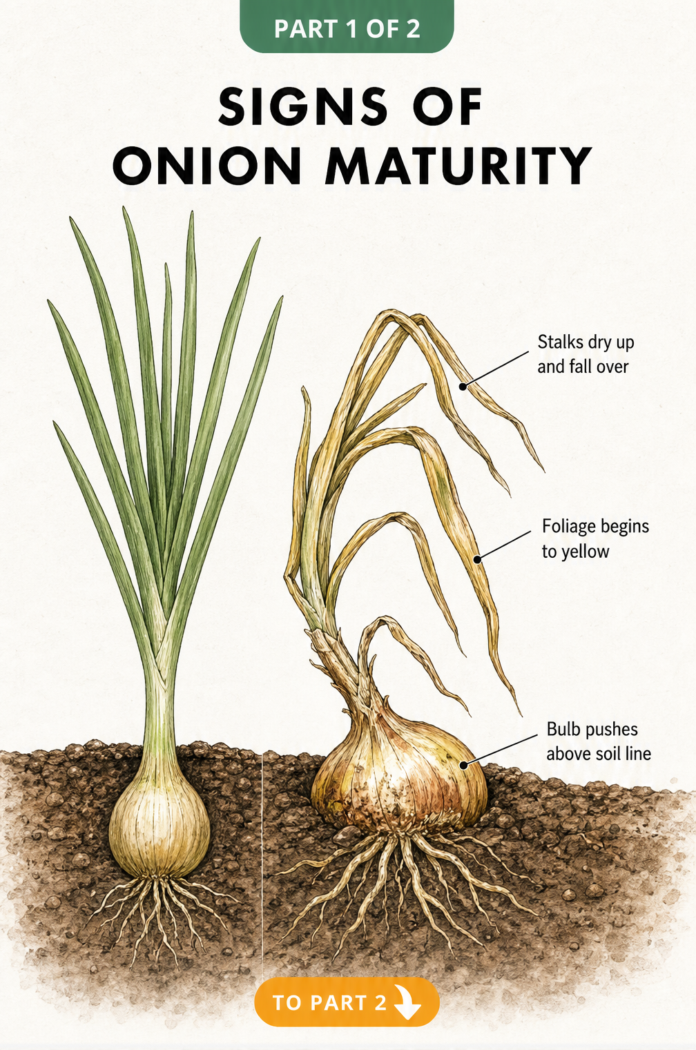 Illustration showing a growing onion plant next to a mature onion ready for harvest with yellowing stalks falling over