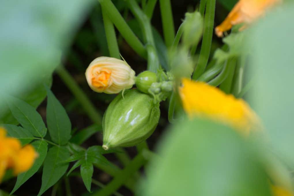 Squash Blossom End Rot » Top Tips for Prevention