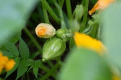 squash-blossom-end-rot