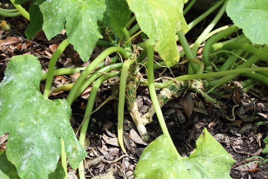 White Spots on Squash Leaves - Not Always Fatal - Garden.eco