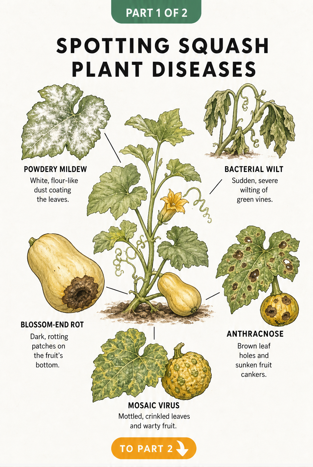 Botanical illustration showing five common squash plant diseases including powdery mildew, bacterial wilt, blossom-end rot, anthracnose, and mosaic virus