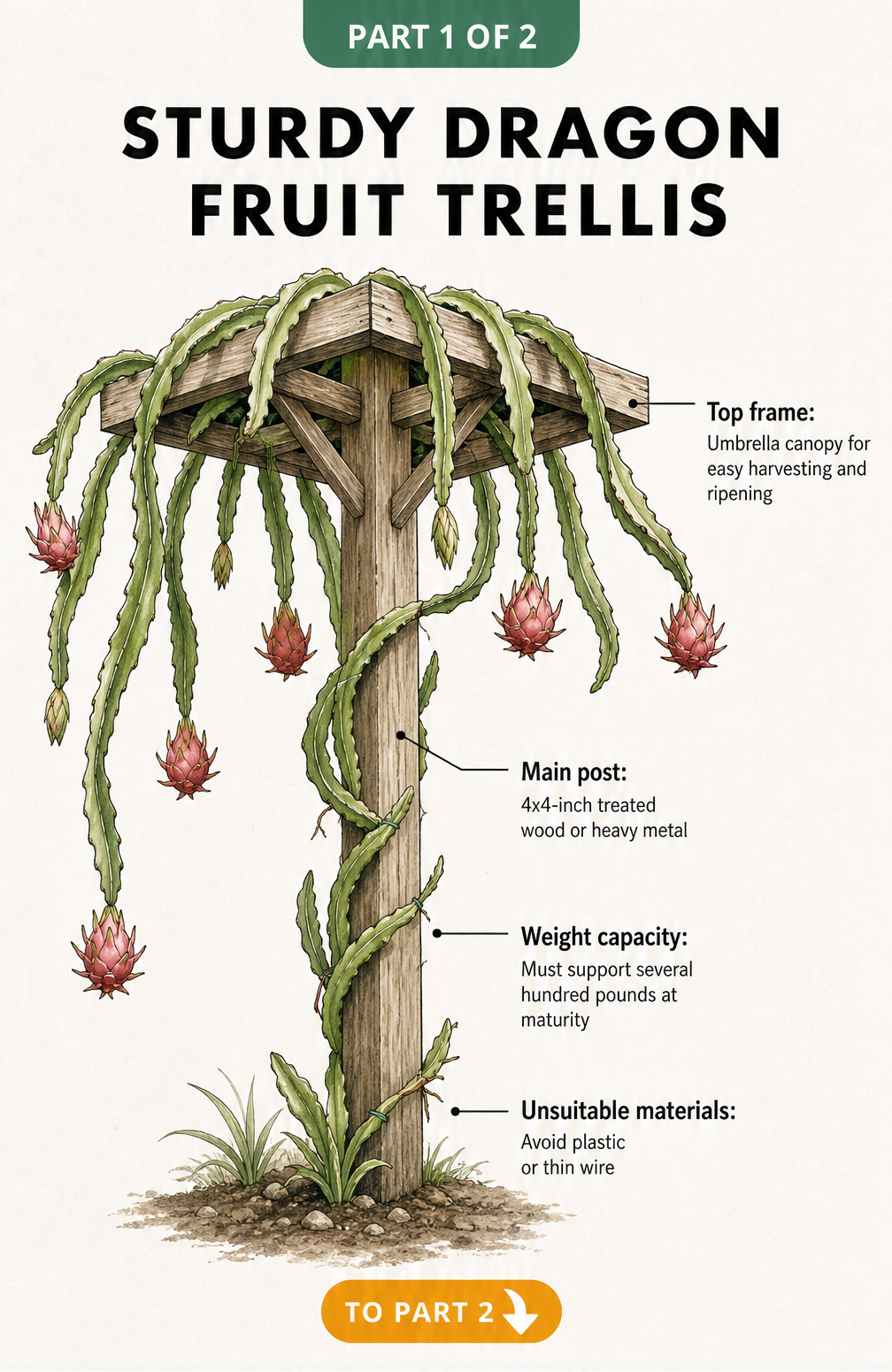 Illustration of a sturdy dragon fruit trellis made of a heavy wooden post and a square top frame