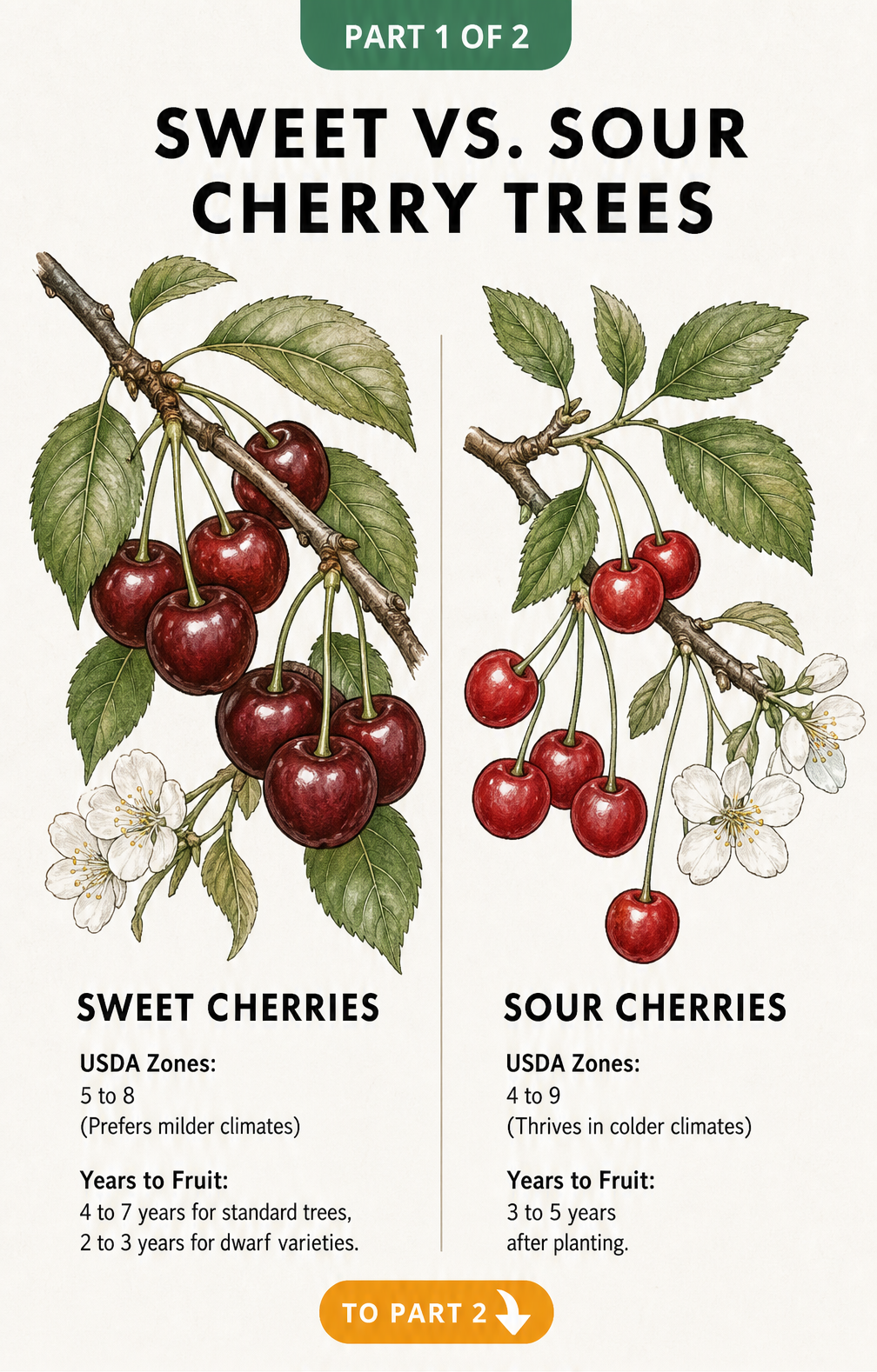 Botanical illustration comparing sweet and sour cherry tree branches with USDA zones and fruiting times