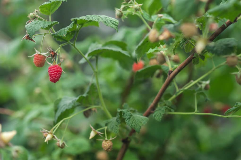 Raspberry diseases tips on identification control