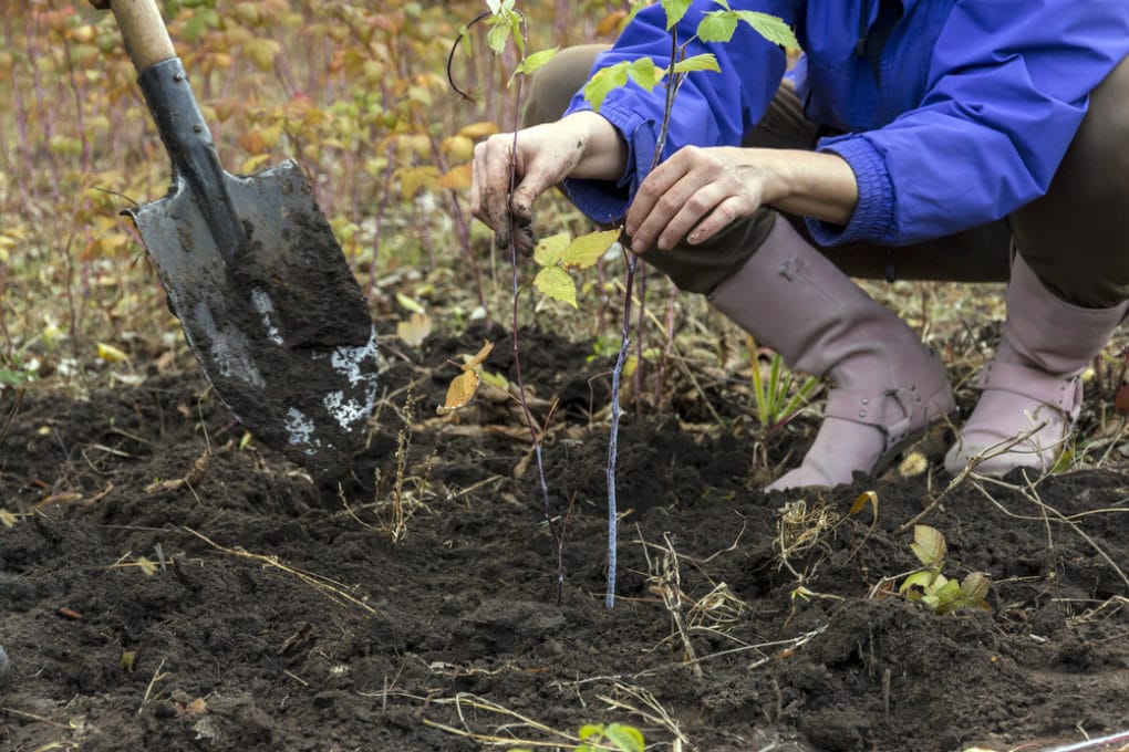 Transplanting rhubarb timing is everything