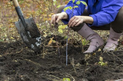 title-transplanting-raspberries