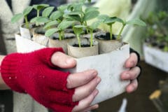 transplanting-cucumbers