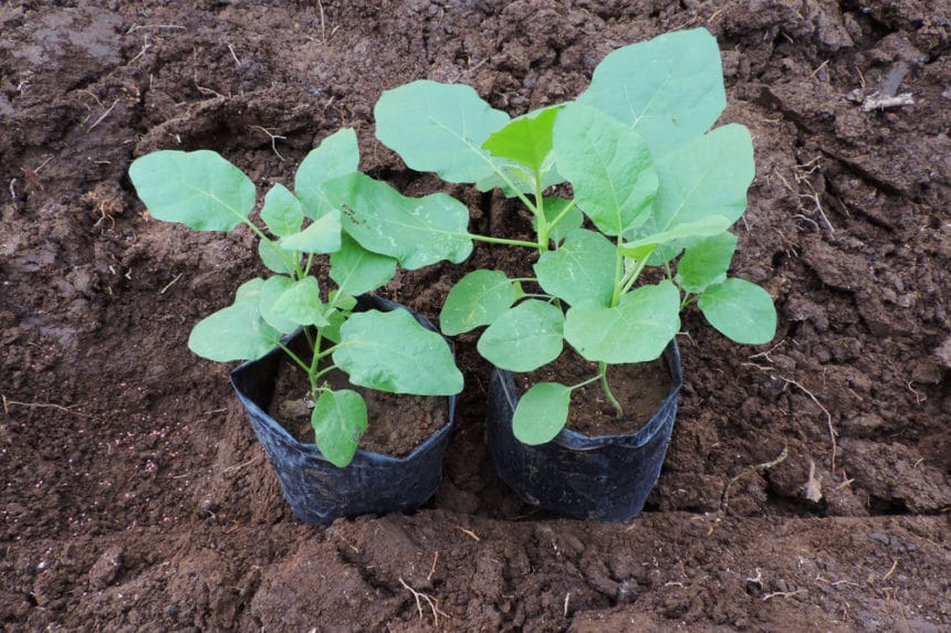 Fertilizing Eggplant » Top Tips for Feeding Them Right