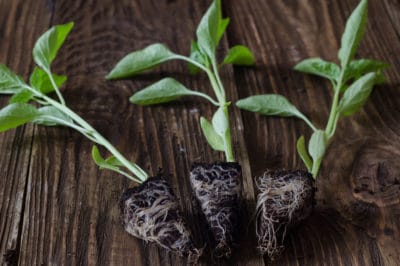 transplanting-peppers