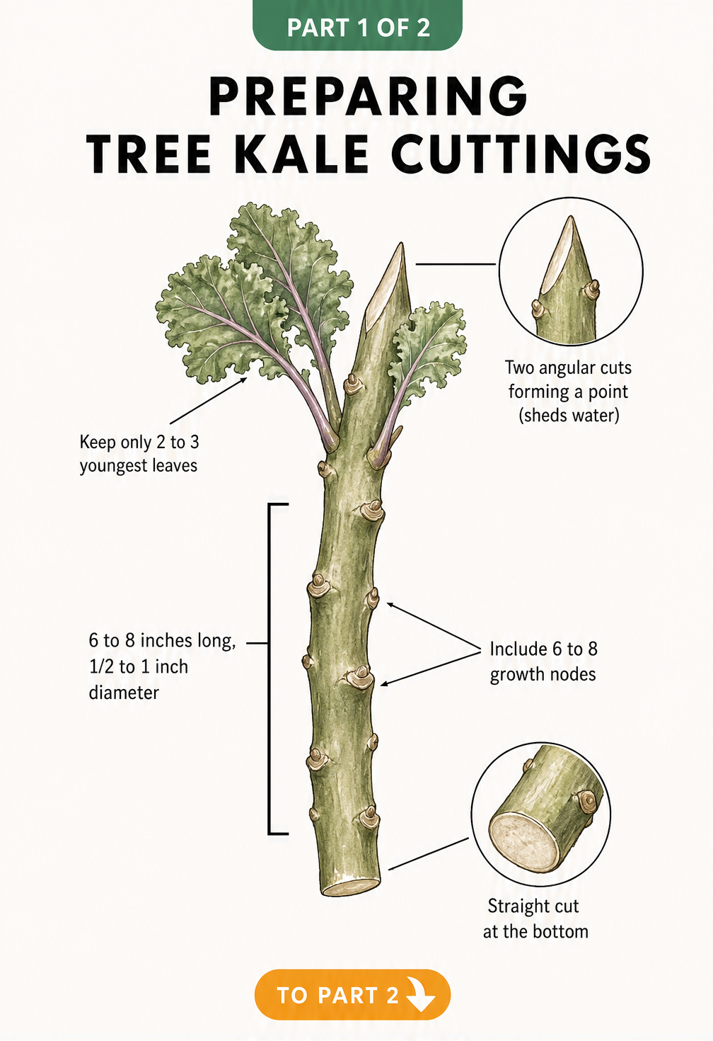 Botanical illustration showing how to prepare a tree kale cutting with specific cuts and growth nodes