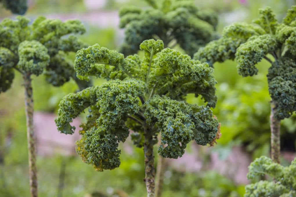 Where Does Kale Grow? » Around the World & In Your Garden