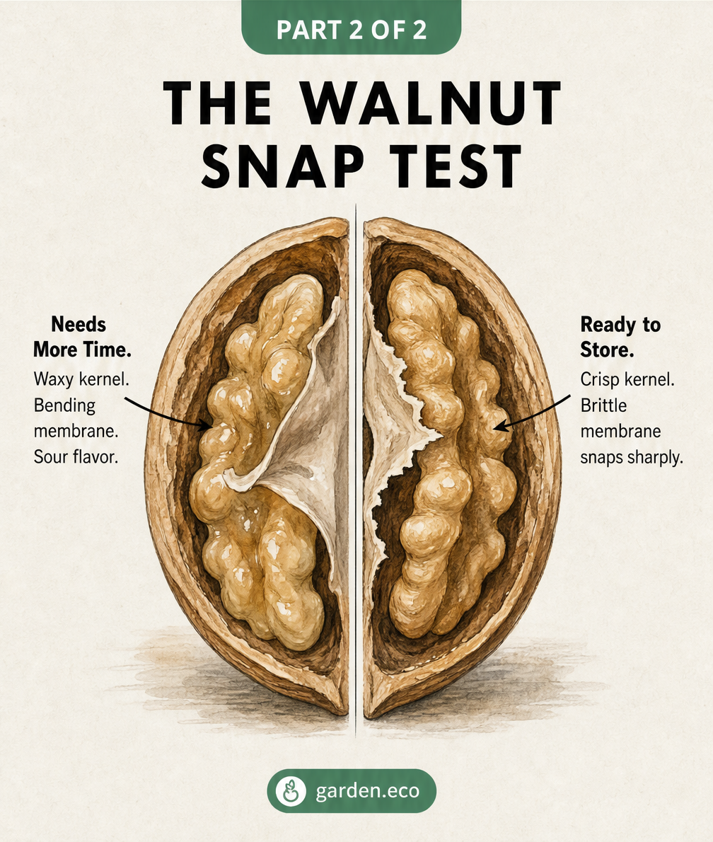 Comparison of a walnut that needs more drying time versus a fully dried walnut ready for storage.