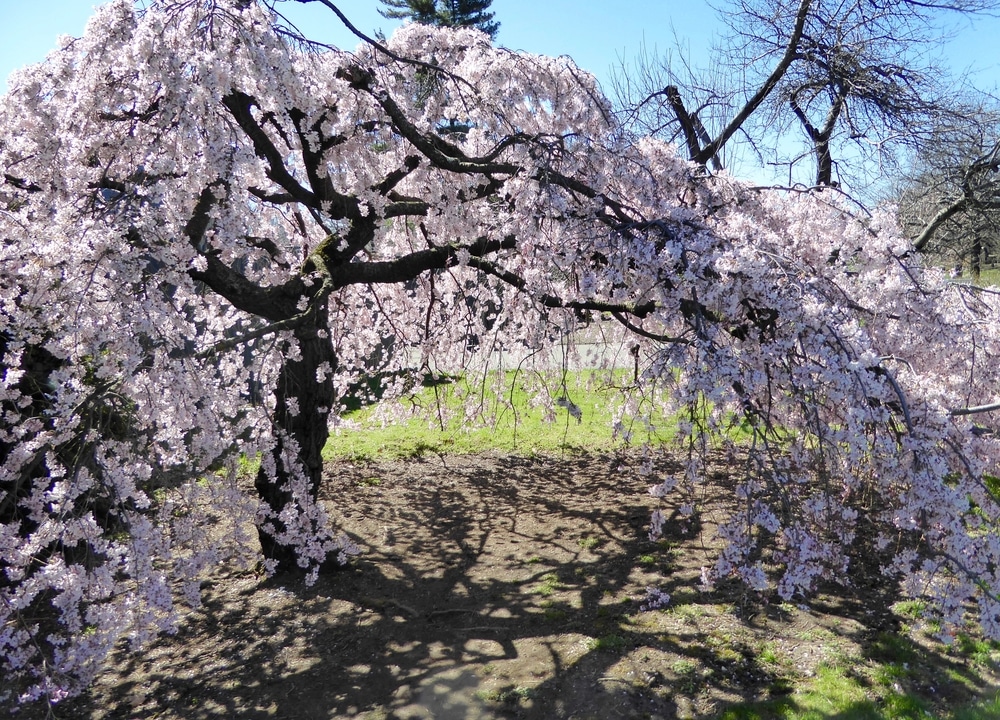 Weeping Cherry Tree Care Tips For Happy And Healthy