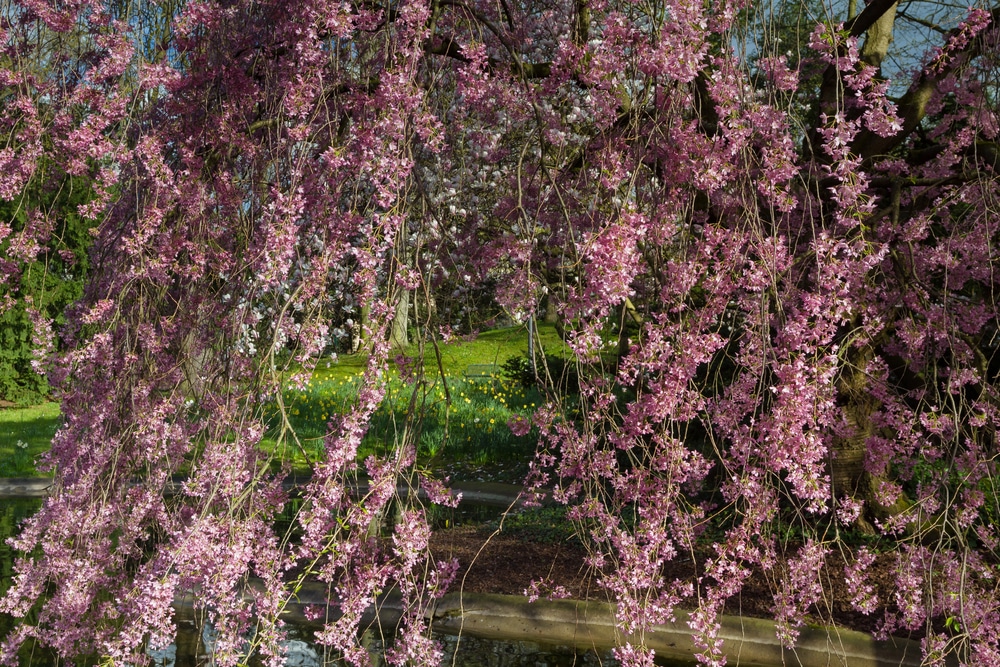 dwarf japanese weeping cherry tree