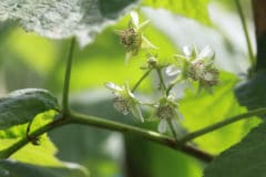 when-do-raspberries-bloom