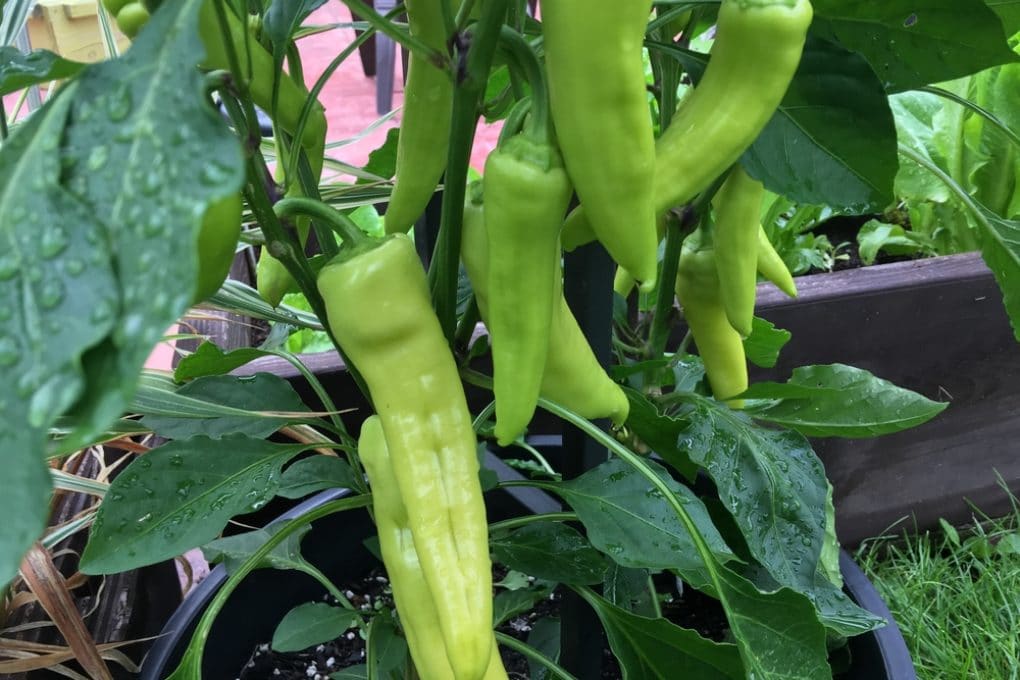 When To Pick Anaheim Peppers - Garden.eco