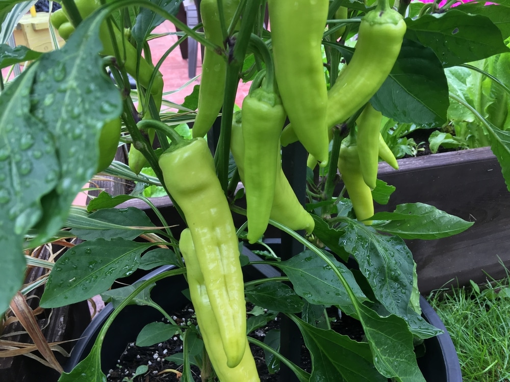 When To Pick Banana Peppers Top Picking Tips