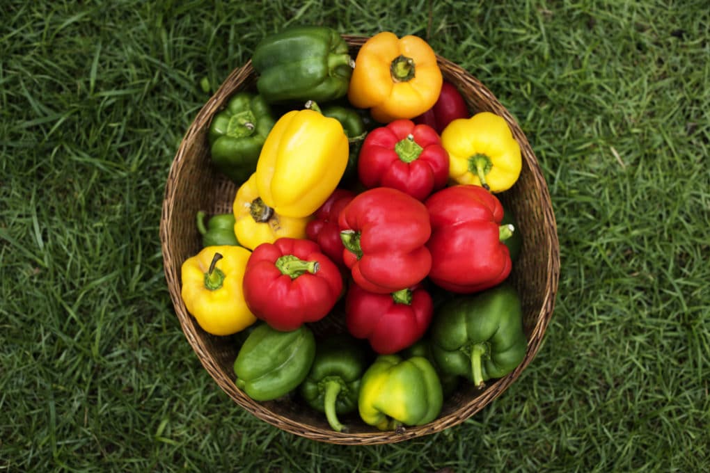 How Many Bell Peppers Per Plant? Garden.eco