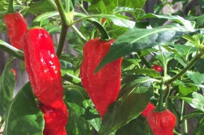when-to-pick-ghost-peppers