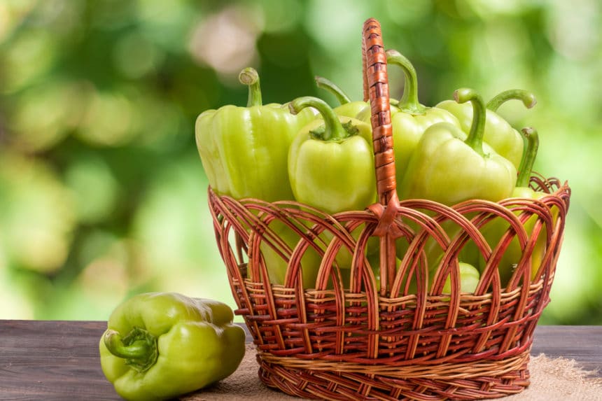 When To Pick Anaheim Peppers Garden.eco
