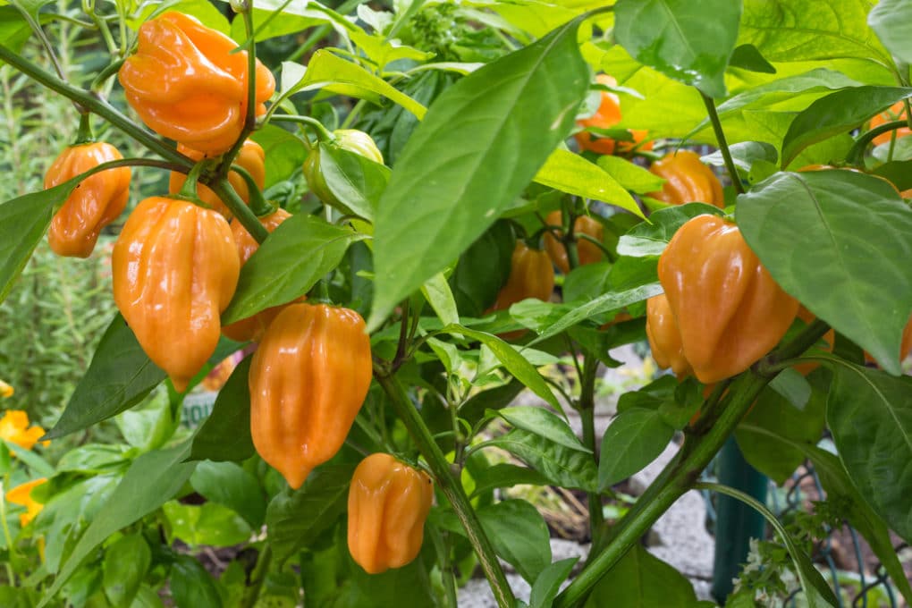 When to Pick Habanero Peppers » Top Picking Tips
