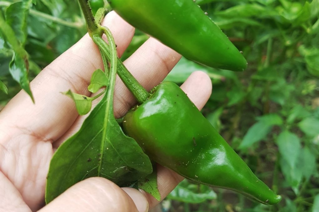When to Pick Serrano Peppers » Pro Picking Tips