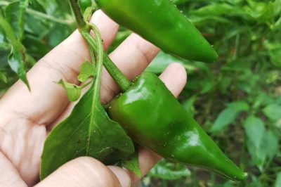 when-to-pick-jalapeno-peppers