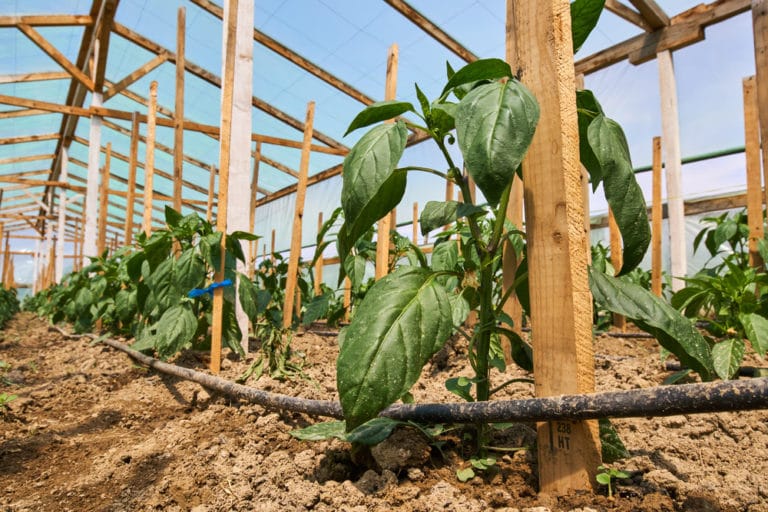 Growing Bell Peppers Indoors » All the Top Tips