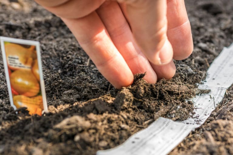 How Far Apart to Plant Onions » Top Spacing Tips